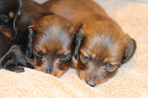 成約済の愛知県のカニンヘンダックスフンド(ロングヘアード)-68113の13枚目