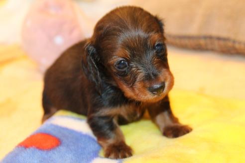 成約済の愛知県のカニンヘンダックスフンド(ロングヘアード)-68112の25枚目