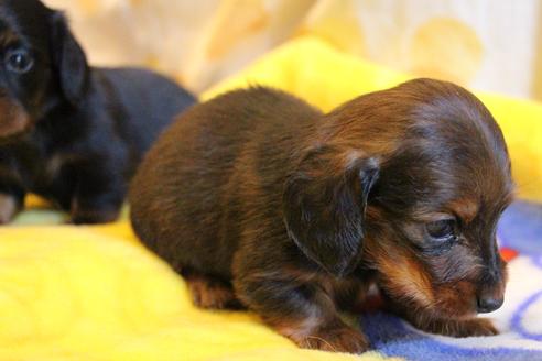 成約済の愛知県のカニンヘンダックスフンド(ロングヘアード)-68112の24枚目