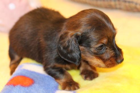 成約済の愛知県のカニンヘンダックスフンド(ロングヘアード)-68112の23枚目