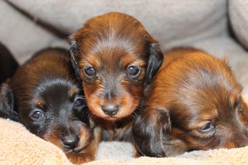 成約済の愛知県のカニンヘンダックスフンド(ロングヘアード)-68112の21枚目
