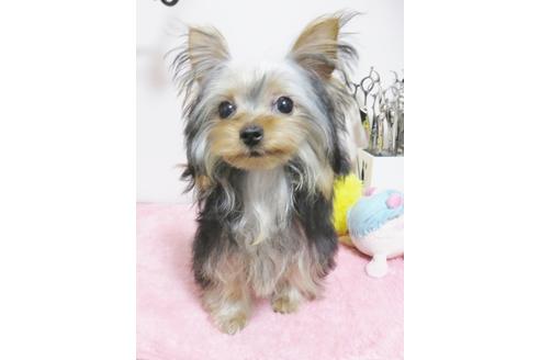 富山県のヨークシャーテリア 女の子 18 11 生まれ スチールブルー タン 子犬id 676 ブリーダーナビ 富山県のヨークシャーテリア 女の子 18 11 生まれ スチールブルー タン 子犬id 676 ブリーダーナビ