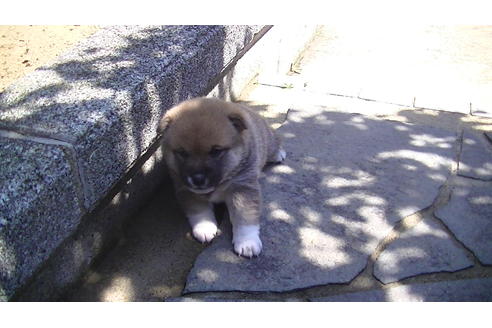 成約済の福岡県の豆柴-67430の9枚目