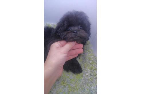 成約済の宮崎県のミックス犬-67124