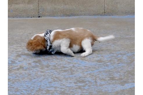 成約済の埼玉県のキャバリアキングチャールズスパニエル-66704の3枚目