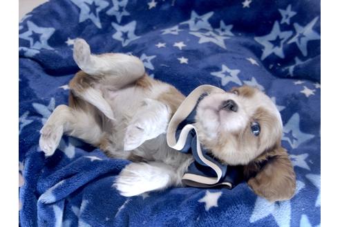 成約済の埼玉県のキャバリアキングチャールズスパニエル-68626の2枚目