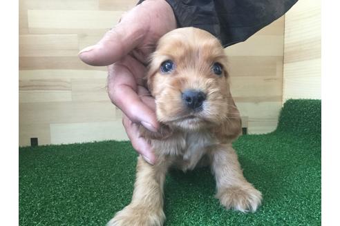 成約済の愛知県のイングリッシュコッカースパニエル-67340の1枚目