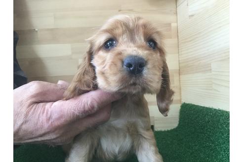 成約済の愛知県のイングリッシュコッカースパニエル-67341の1枚目