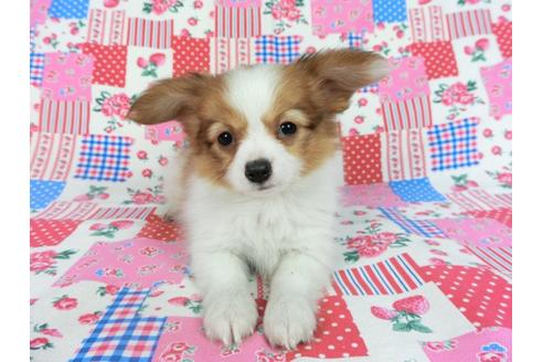 成約済の千葉県のパピヨン-67159の3枚目