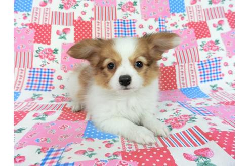 成約済の千葉県のパピヨン-67159の1枚目