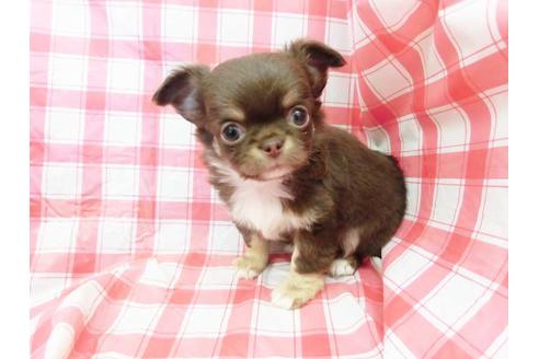 成約済の福岡県のチワワ(ロングコート)-69025の1枚目