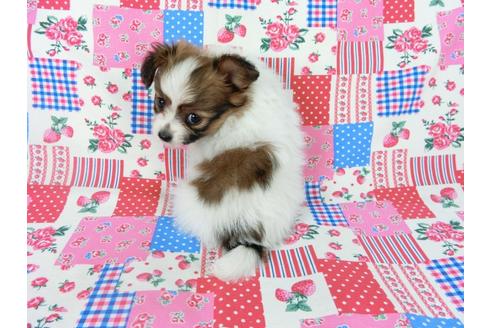 成約済の千葉県のパピヨン-69026の4枚目