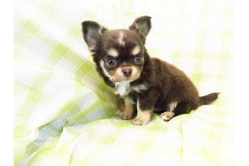 成約済の福岡県のチワワ(ロングコート)-69027の1枚目