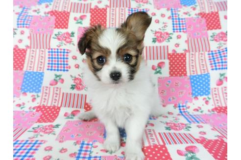 成約済の千葉県のパピヨン-69026の3枚目