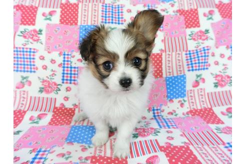 成約済の千葉県のパピヨン-69026の2枚目