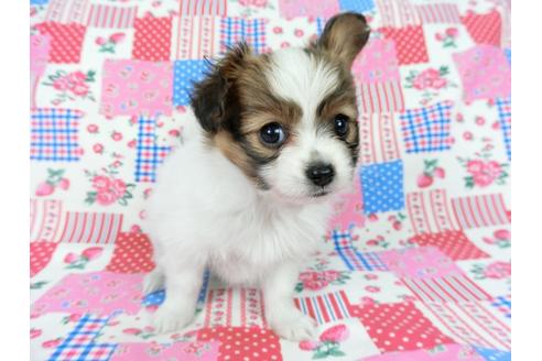 成約済の千葉県のパピヨン-69026の1枚目