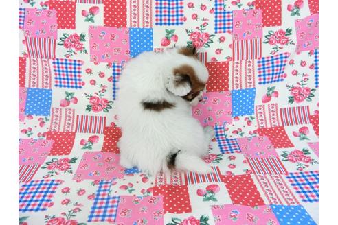 成約済の千葉県のパピヨン-69028の12枚目