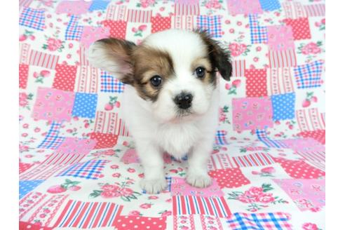 成約済の千葉県のパピヨン-69028の11枚目