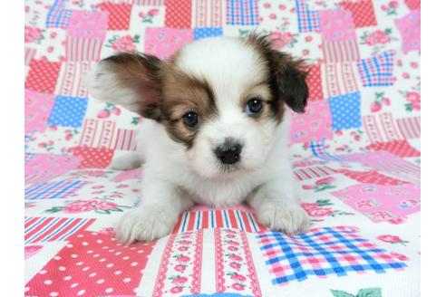 成約済の千葉県のパピヨン-69028の10枚目