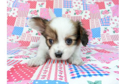 成約済の千葉県のパピヨン-69028の9枚目