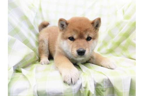 成約済の福岡県の豆柴-69029の1枚目