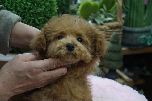 成約済の京都府のティーカッププードル-65776の3枚目