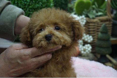 成約済の京都府のティーカッププードル-65776の2枚目