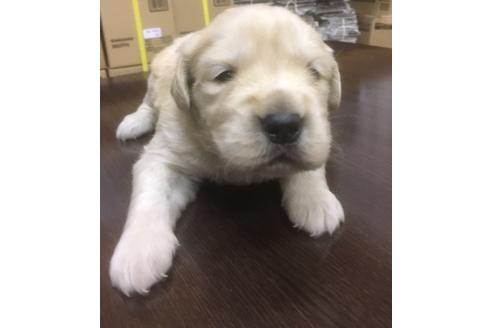 成約済の静岡県のゴールデンレトリーバー-68255の2枚目