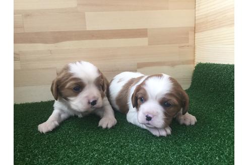 成約済の愛知県のキャバリアキングチャールズスパニエル-69038の4枚目