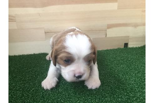 成約済の愛知県のキャバリアキングチャールズスパニエル-69038
