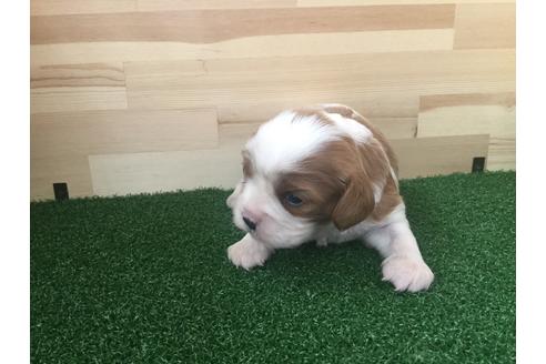 成約済の愛知県のキャバリアキングチャールズスパニエル-69038の3枚目