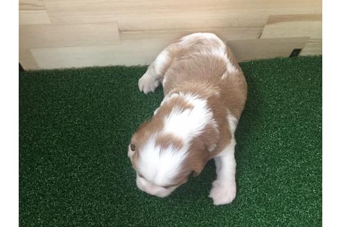 成約済の愛知県のキャバリアキングチャールズスパニエル-69038の2枚目