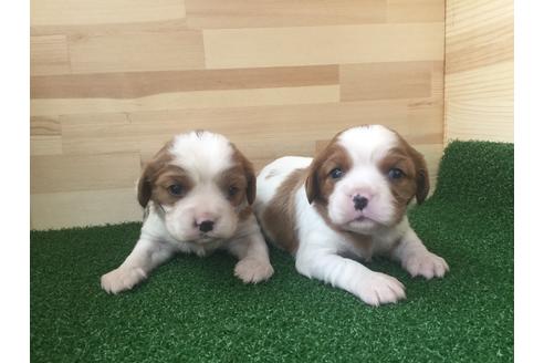 成約済の愛知県のキャバリアキングチャールズスパニエル-69039の5枚目