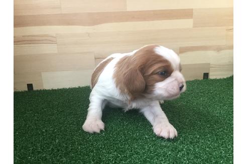 成約済の愛知県のキャバリアキングチャールズスパニエル-69039の3枚目