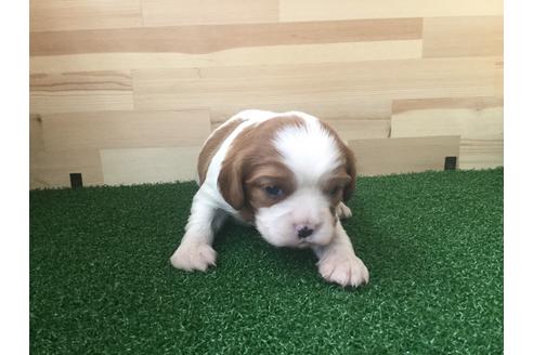 成約済の愛知県のキャバリアキングチャールズスパニエル-69039