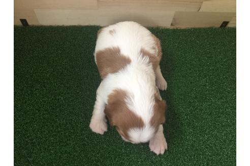 成約済の愛知県のキャバリアキングチャールズスパニエル-69039の2枚目