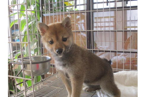 成約済の岡山県の豆柴-66762の2枚目