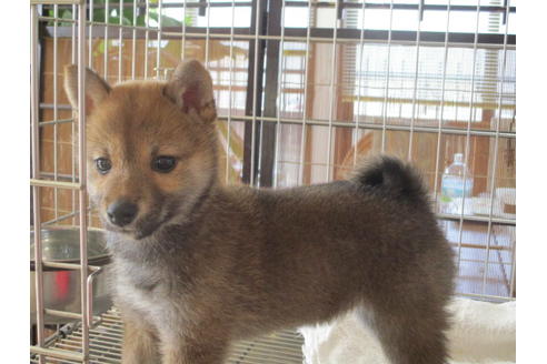 成約済の岡山県の豆柴-66762