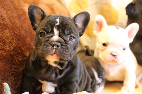 成約済の愛知県のフレンチブルドッグ-68193の57枚目