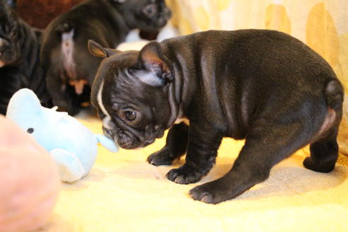 成約済の愛知県のフレンチブルドッグ-68193の56枚目