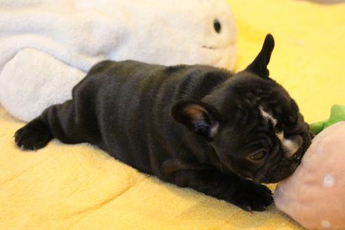 成約済の愛知県のフレンチブルドッグ-68193の55枚目