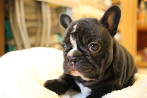 成約済の愛知県のフレンチブルドッグ-68193の54枚目