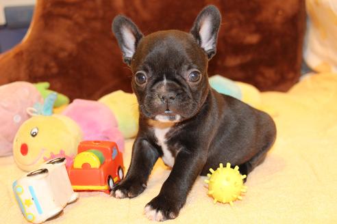 成約済の愛知県のフレンチブルドッグ-68231の6枚目