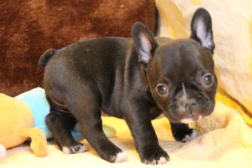 成約済の愛知県のフレンチブルドッグ-68231の1枚目