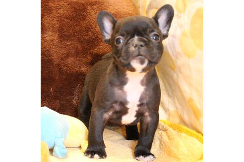 成約済の愛知県のフレンチブルドッグ-68231の5枚目