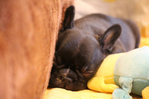 成約済の愛知県のフレンチブルドッグ-68231の4枚目