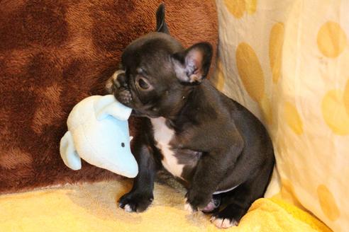 成約済の愛知県のフレンチブルドッグ-68231の3枚目