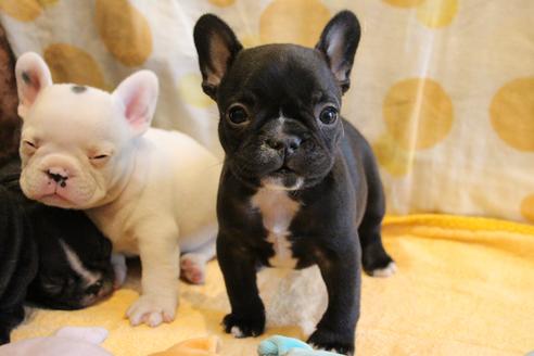 成約済の愛知県のフレンチブルドッグ-68231の2枚目