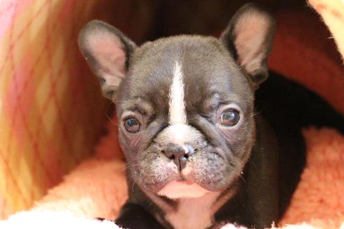 成約済の愛知県のフレンチブルドッグ-68229の5枚目