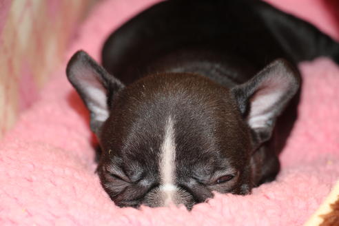 成約済の愛知県のフレンチブルドッグ-68229の1枚目